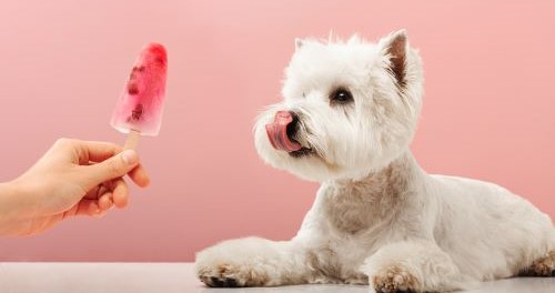 West Highland Terriër aan het eten van gezonde snacks 