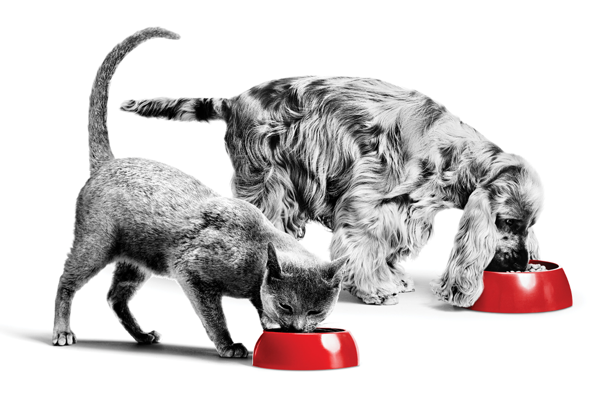 Hond en kat genieten van hun hypoallergene voeding van Royal Canin