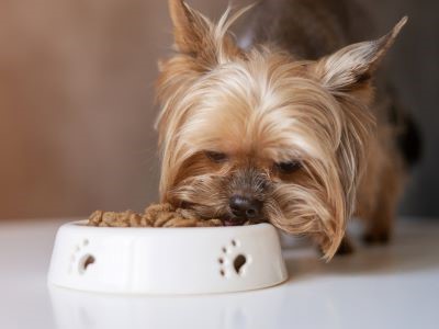 Yorkshire terriër geniet van zijn hondenbrokjes voor kleine hondenrassen