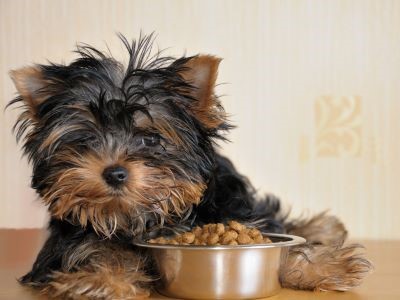 Puppy Yorkshire eet brokjes speciaal voor puppy's met de juiste voedingsstoffen
