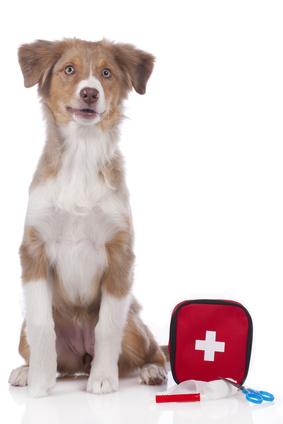 Pas juiste advies toe om je hond te beschermen tegen ziekte van Lyme